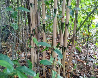 Tonkin Cane Tea stick Bamboo Pseudosasa Amabilis Fish pole Root RHIZOME..