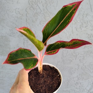 Aglaonema &quot;Siam Aurora&quot; Chinese Evergreen Beautiful Plant