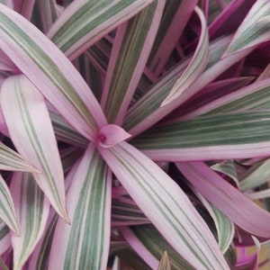 Oyster Plant Pink Variegated Tradescantia Spathacea Moses in the Cradle Plant