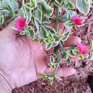 Dorotheanthis Aptenia Variegated Baby Sun Rose Succulent Green & White Pink Flowers