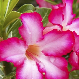 Desert Rose 10 Seeds Adenium Obesum Beautiful Vibrant Pink and White Color