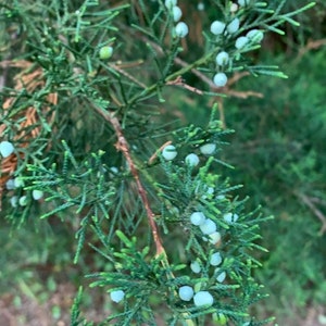 Red Eastern Cedar Cuttings for Rooting or for arts and crafts,  floral arrangements, fresh Live wreath