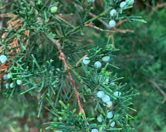 Red Eastern Cedar Cuttings for Rooting or for arts and crafts,  floral arrangements, fresh Live wreath
