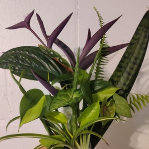 Mystery Houseplant Bundle Fresh Cuttings Starters for Propagation Variety House Plants