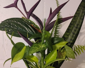 Mystery Houseplant Bundle Fresh Cuttings Starters for Propagation Variety House Plants
