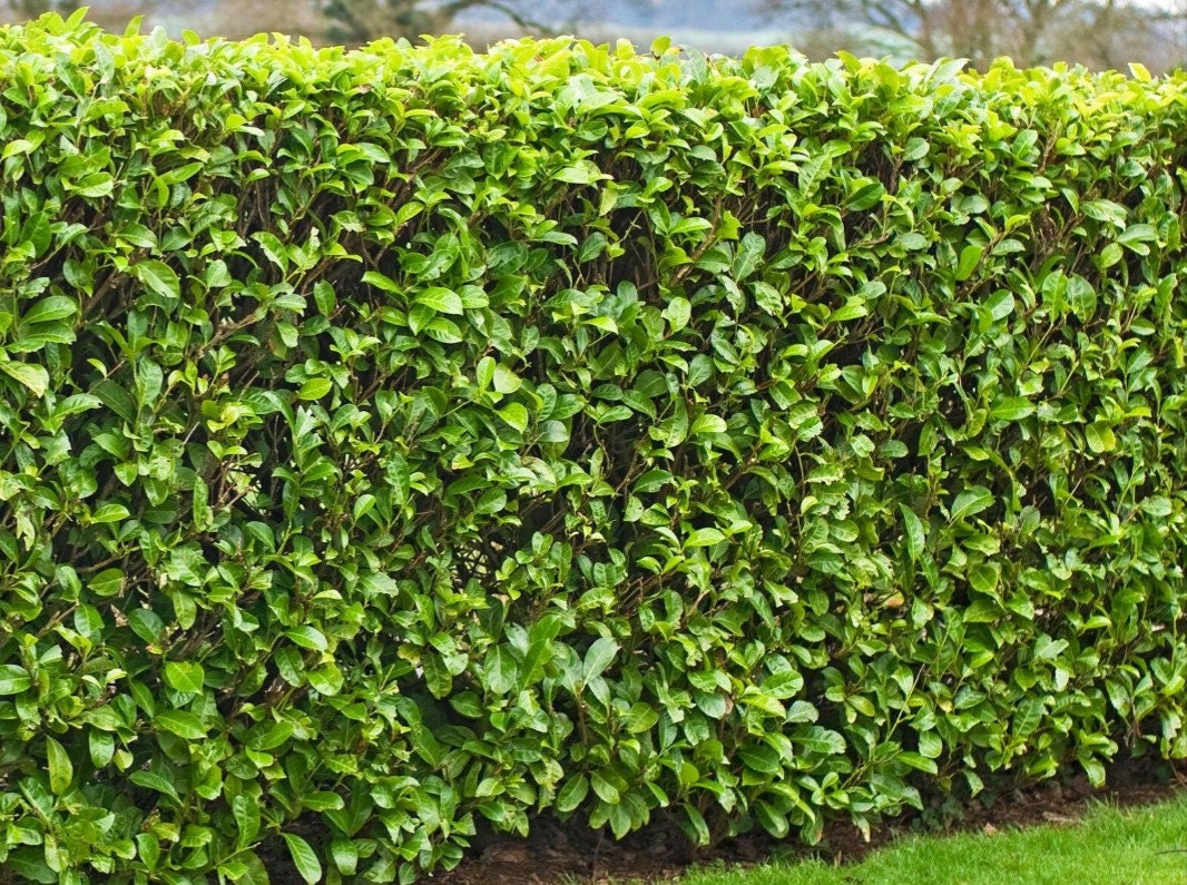 Carolina Cherry Laurel Trees For Shrubs Hedges Privacy~~