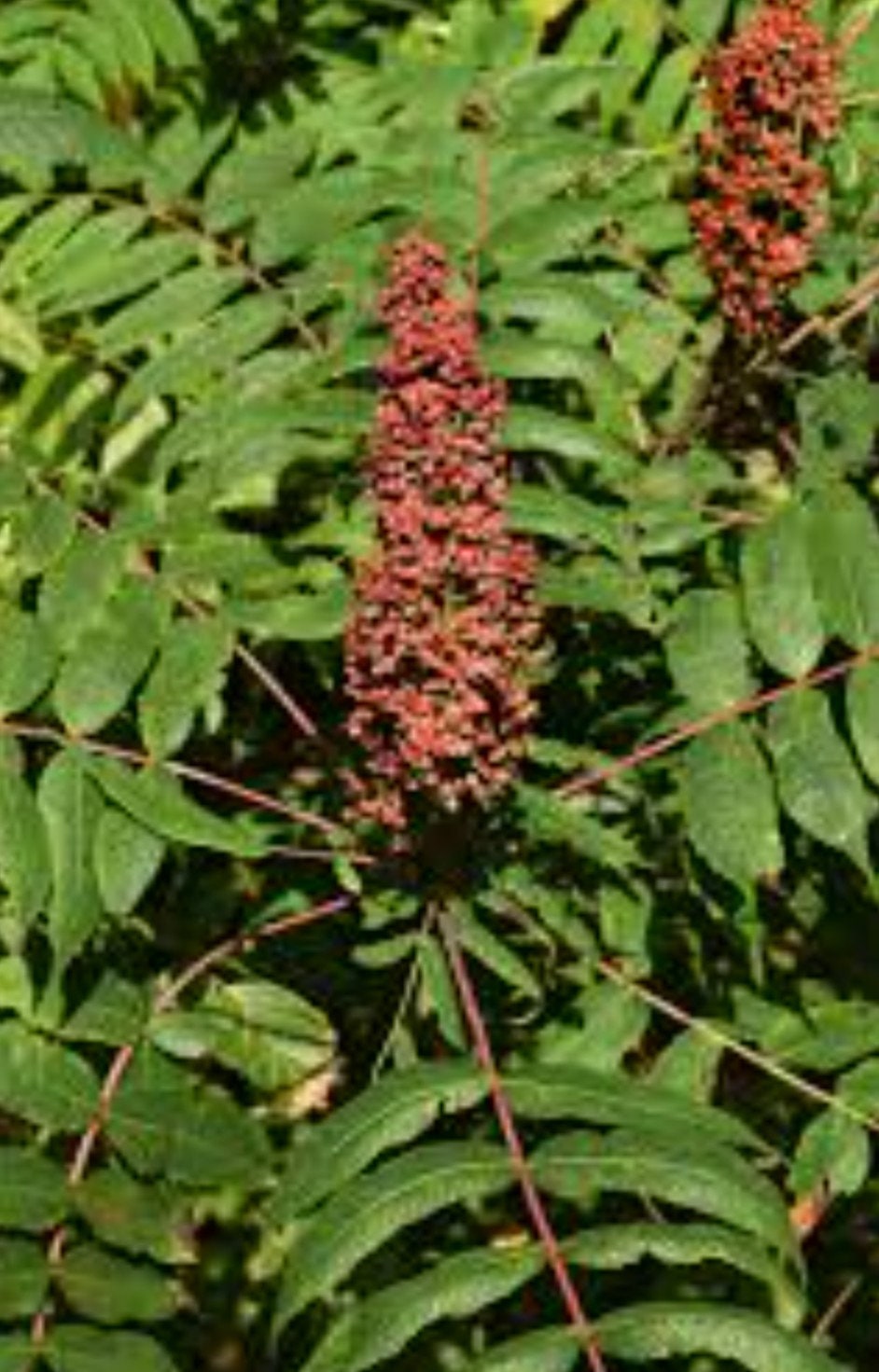 Winged Sumac Tree Grows Edible Berries Starter Trees Grown in Florida