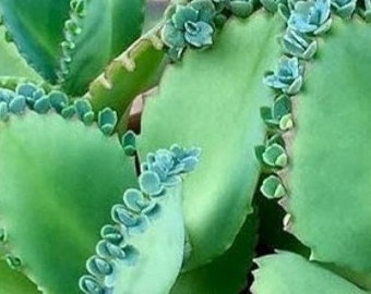 Mother of Thousands Mexican Hat Diagremontian Succulent