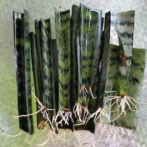 Sansevieria Snake Plant Mother in laws tongue Rooted Cuttings