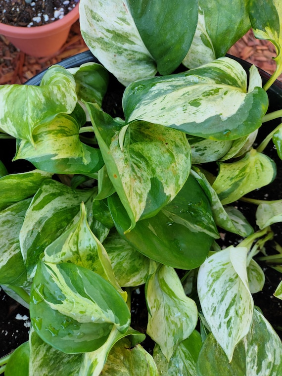 Manjula Rare Pothos Variegated Houseplant Live Starter Plant With Roots -  Etsy