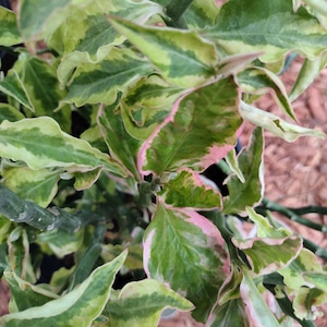 May include: A variegated plant with wavy, lance-shaped leaves featuring a blend of deep green, lime green, and creamy white patterns. Some of the leaf edges display a soft pink hue, and the stems are a solid, muted green color throughout.
