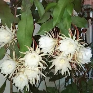 Live Plants Queen of the Night Oxypetalum Epiphillum Orchid Cactus