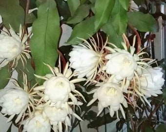 Live Plants Queen of the Night Oxypetalum Epiphillum Orchid Cactus