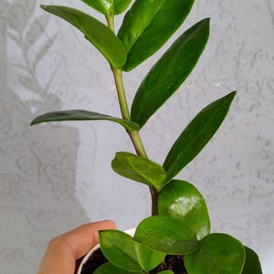 ZZ Plant well rooted starter plant