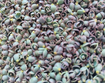 Mother of Millions Kalanchoe Delagoensis Alligator Plantlets Seeds Succulent Baby Pups