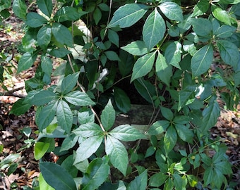 Virginia creeper Fresh Live Vine cuttings. Privacy, Shade Trellis