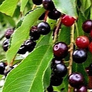 Prunus Serotina Wild Black Cherry Tree Edible Fruits Hardy Fast Growing Colorful