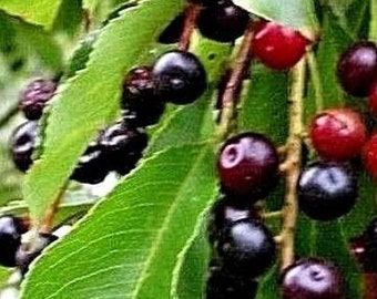 Prunus Serotina Wild Black Cherry Tree Edible Fruits Hardy Fast Growing Colorful