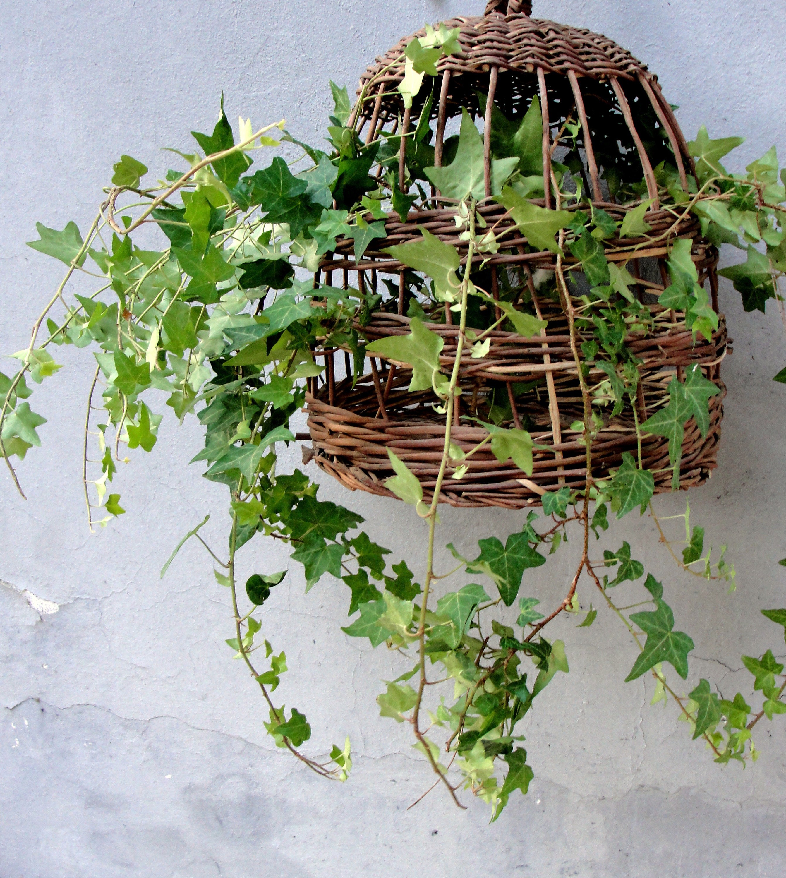 Basket Bird Cage Hanging planter Basket Partridge Bird cage Etsy