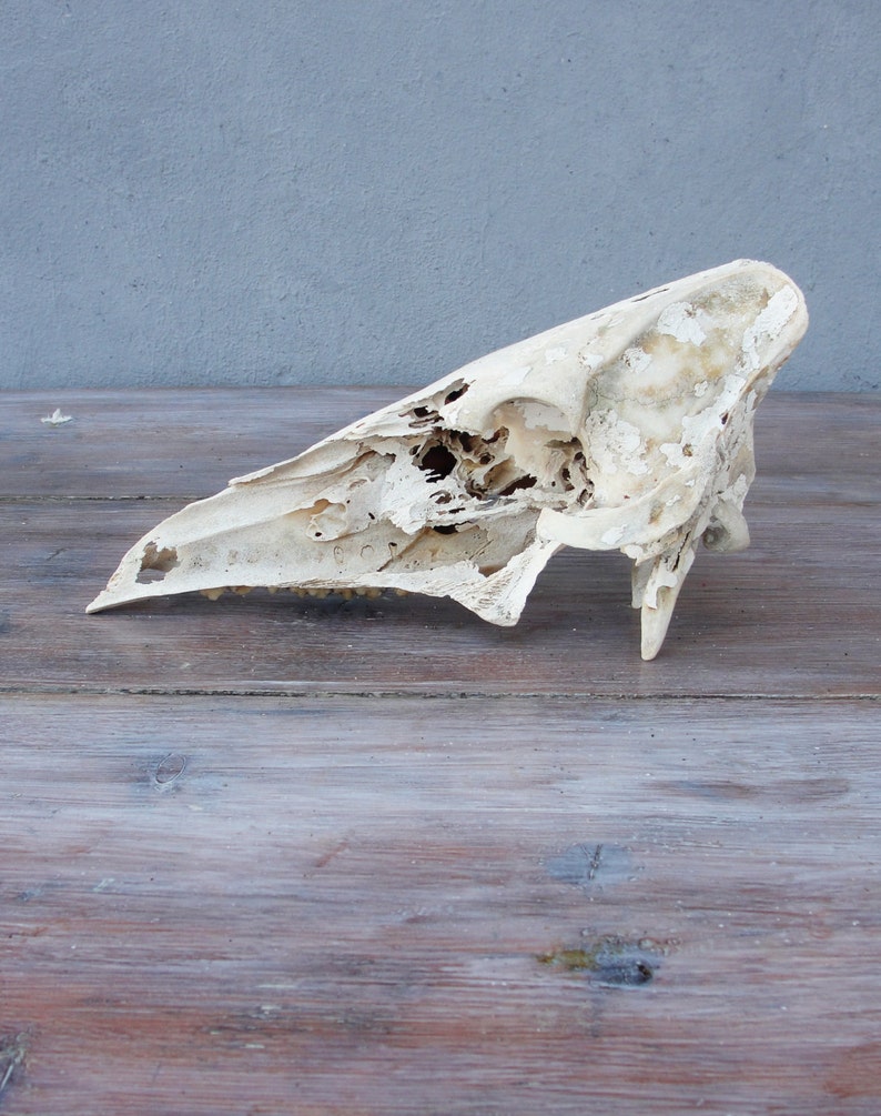 Hog Skull Real Skull Wild Boar Natural Found Taxidermy | Etsy