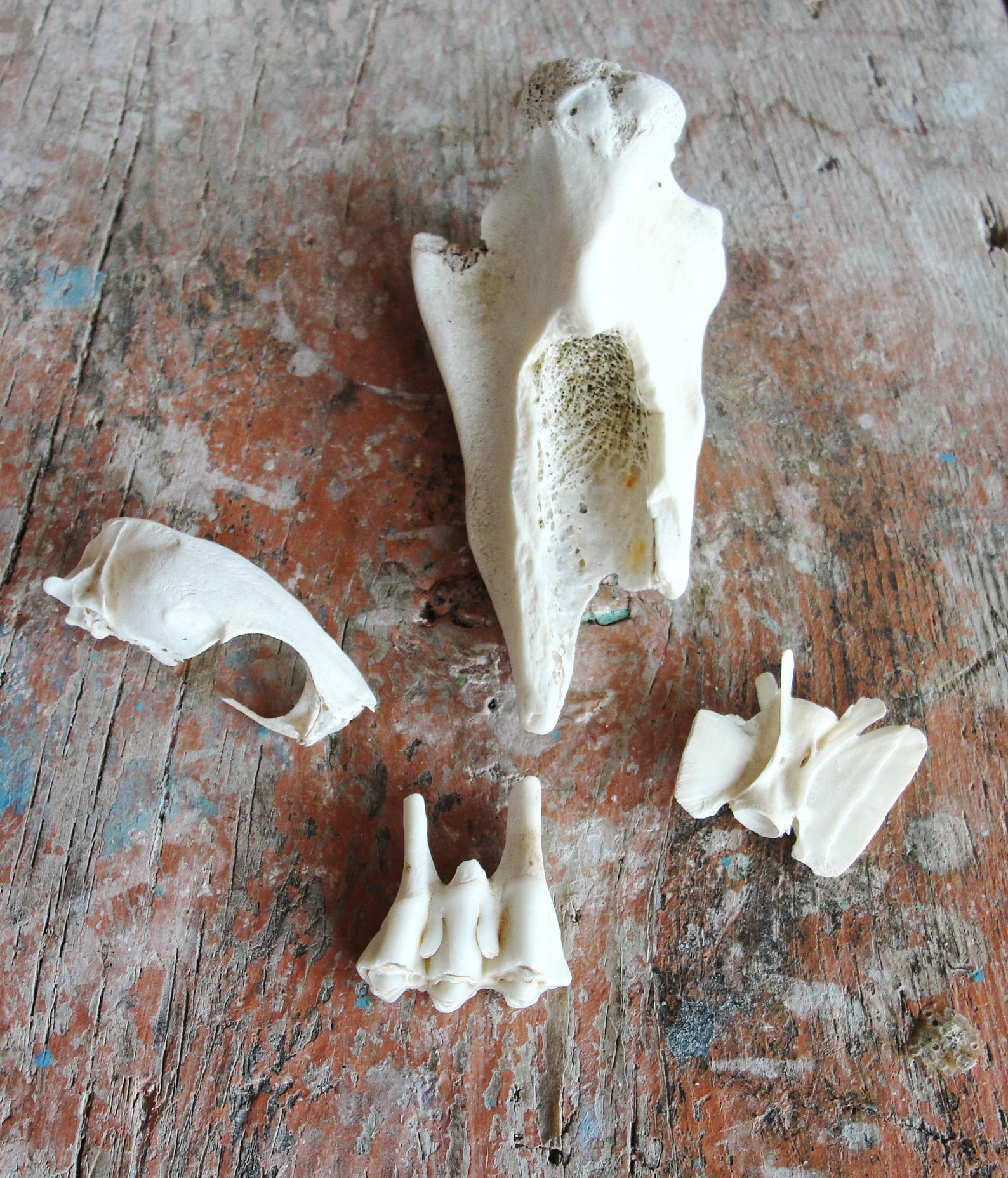Instant Bone Collection Seagull Skull Teeth Curiosities - Etsy