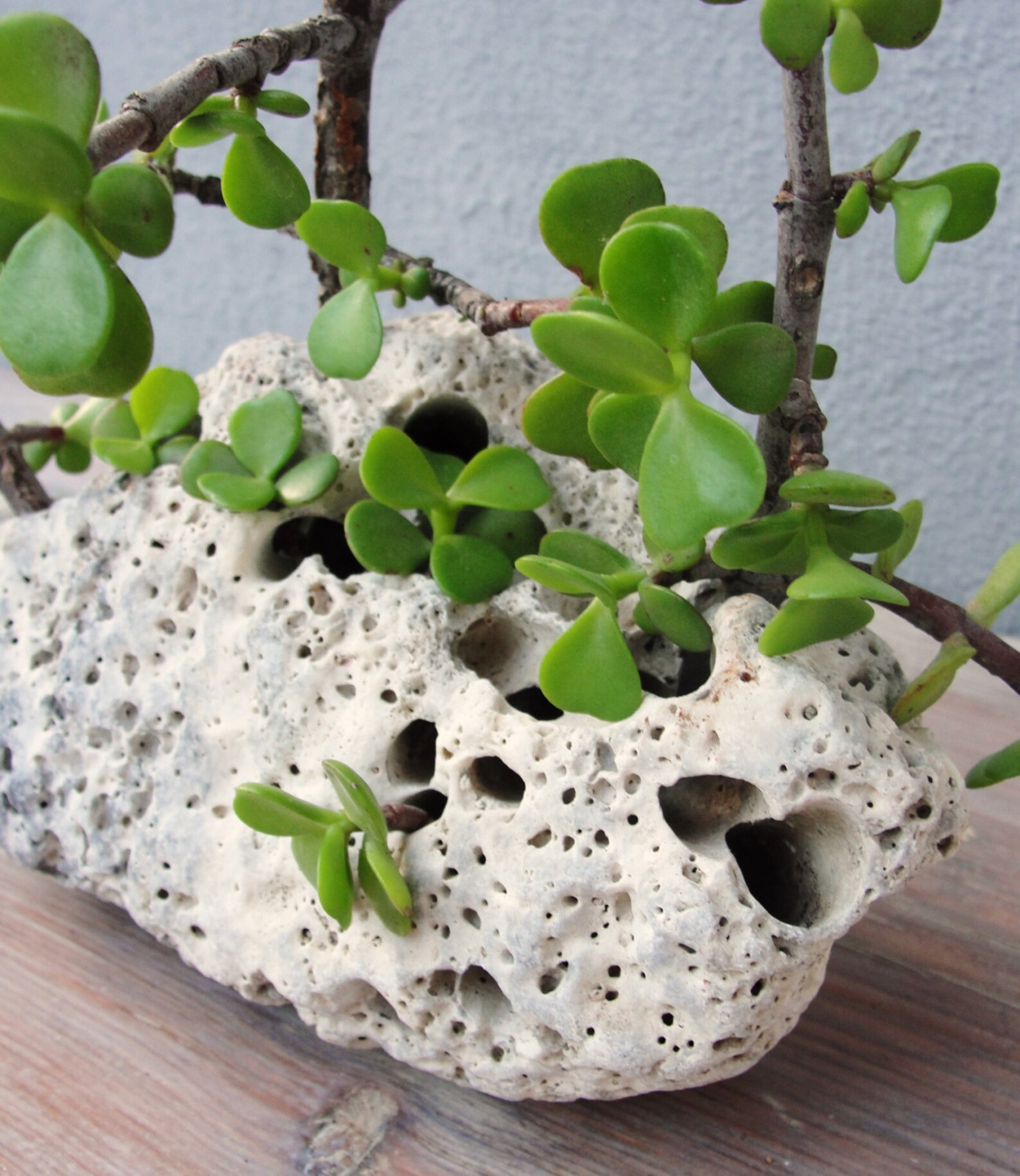 stone succulent pot
