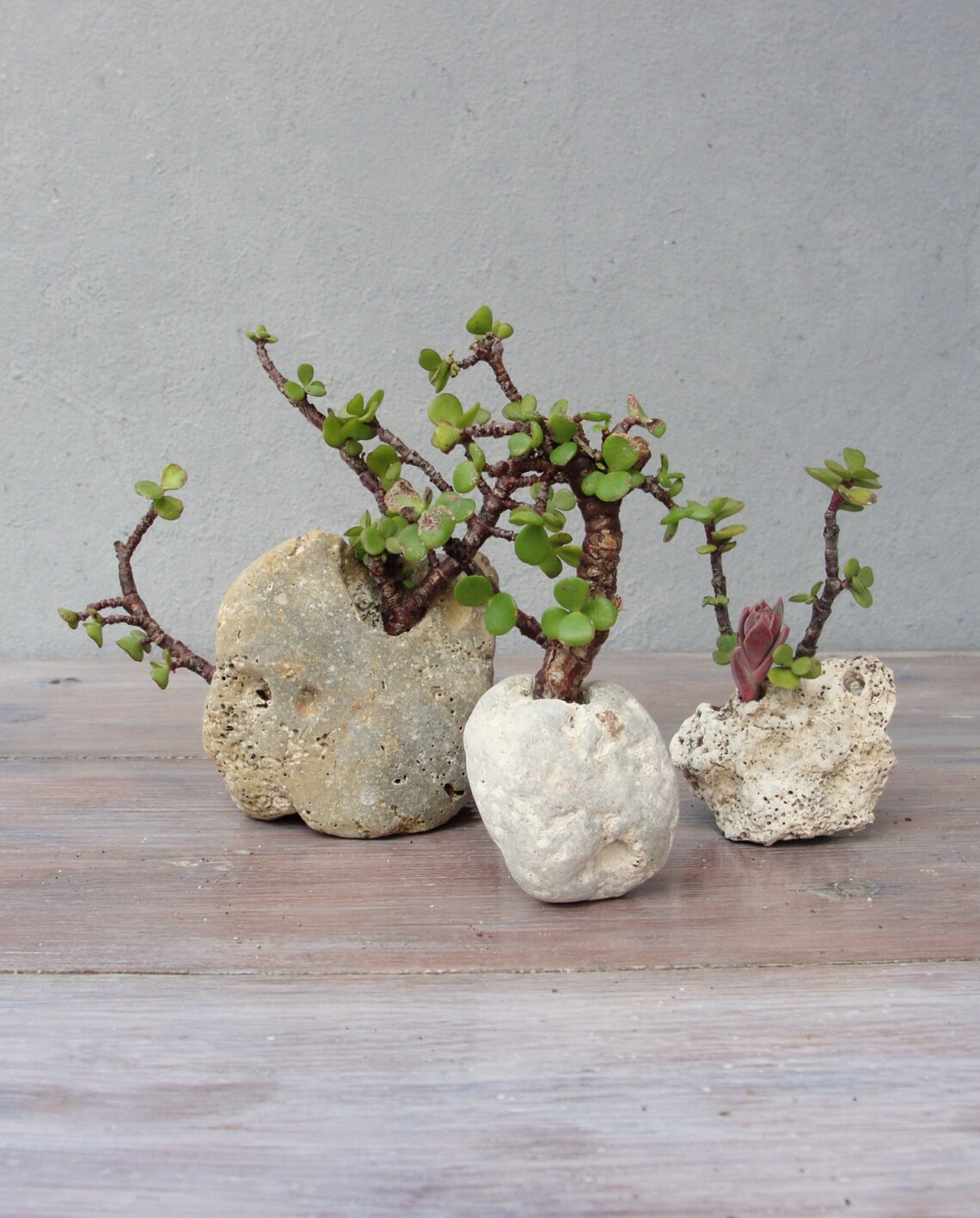 stone succulent pot