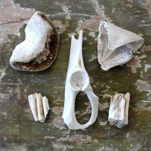 Instant Bone Collection, Bone, Teeth, Beach Speciments, Curiosities Collection Beach found Bones