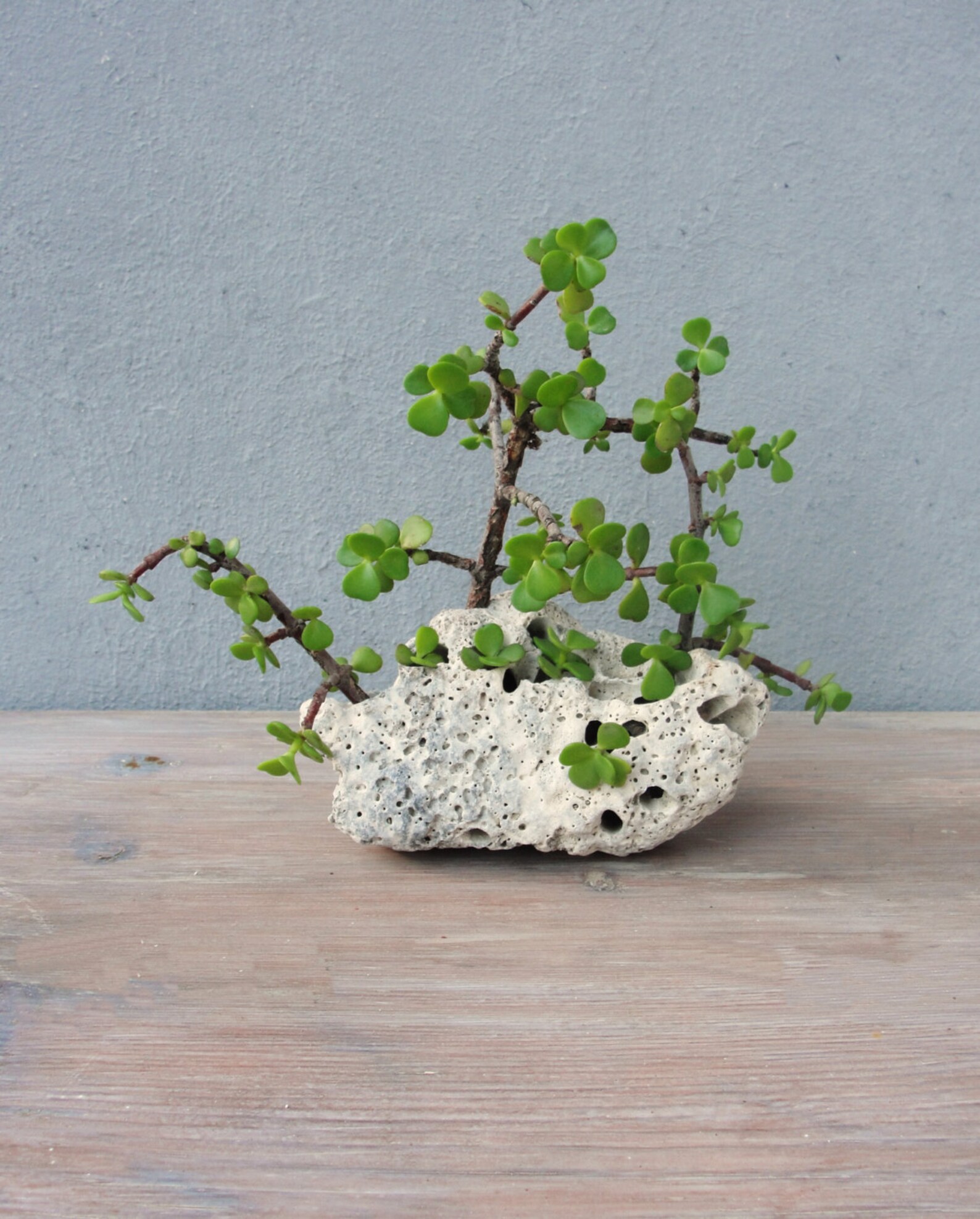 stone succulent pot
