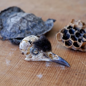 Instant Curio Collection, Dried Turtle, Wasp comb, Bird Skull, Curiosities Collection Nature found Bones