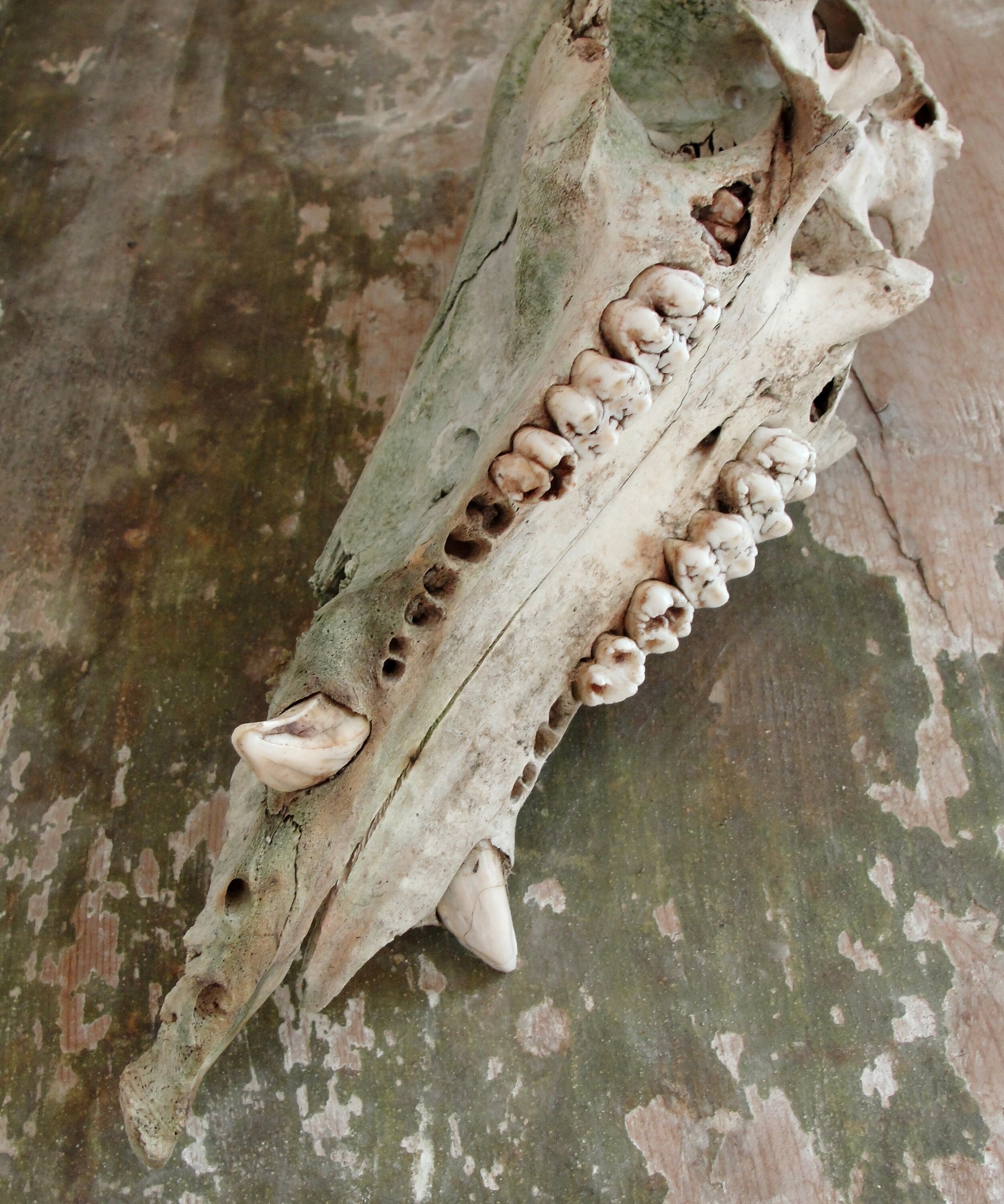 Hog Skull Real Skull Wild Boar with Tusks Natural Found | Etsy