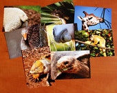 Set of 8 fauna postcards