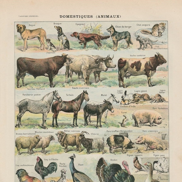 Les animaux domestiques - Décoration vaches, poules, coqs, canards, cochons  Gravure originale ancienne 1920