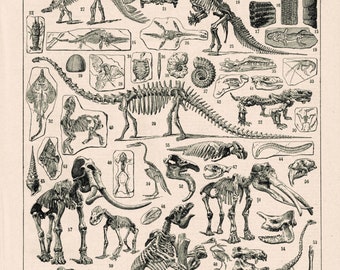 Dinosaurs and animals of prehistory Original old engraving 1920 decoration - fossils and animals