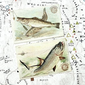 May include: Two vintage-style fishing cards featuring illustrations of fish, set against a detailed map background. The top card shows a fish with two smaller fish, while the bottom card displays a Tarpon. The map is a faded, antique style.