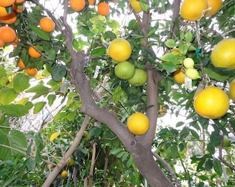 Multi-grafted Fruit Trees, Lemons, Oranges, Limes, Peach, Plum, Cherry