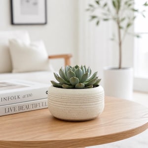 Peut inclure: Une plante succulente verte dans un pot en céramique blanc cassé, rond, avec un extérieur texturé et nervuré ainsi qu'une finition mouchetée. Le pot est posé sur une surface en bois à côté de deux livres empilés avec du texte visible.