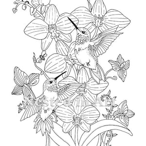May include: A black and white line drawing of two hummingbirds perched on orchid flowers. The hummingbirds are detailed with feathers and beaks. The orchids are detailed with petals and leaves.