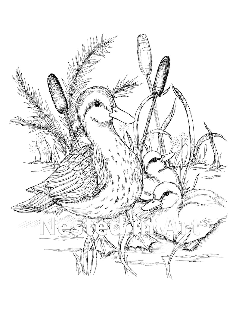 Adult Coloring Page Duck With Baby Chicks Digital Download Etsy