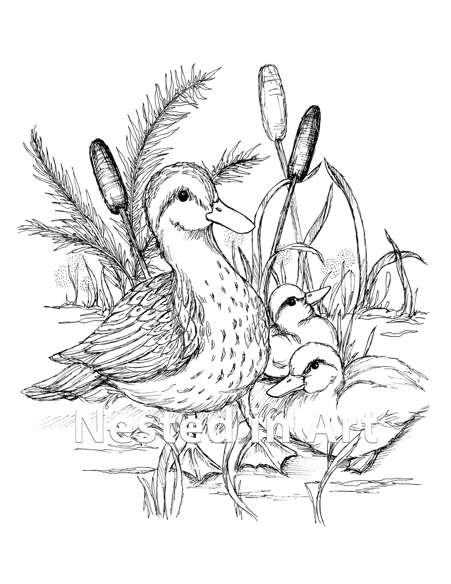Wood Duck Coloring Pages