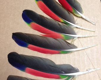 Amazon Parrot Wing Feathers for crafting, diy jewelry, smudge fans, feather crafts, naturally colored,cruelty free collection