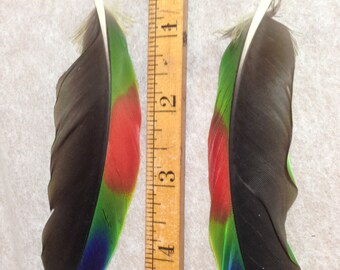 Amazon parrot wing feathers, left and right, 2 pieces 5" length, for crafting, smudge fans, natural colored cruelty free feather collection