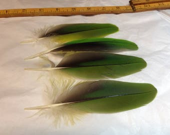 Green Amazon parrot wing Feathers for crafting, 4 pieces, 4-5" length, DIY jewelry, natural colored parrot, cruelty free collection,