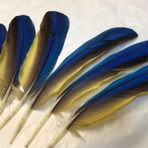 Blue and Gold Macaw wing feathers, 3 pairs, 6 pieces 5-7 inches, divination sets from loved pet birds