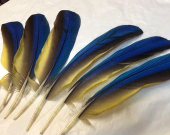 Blue and Gold Macaw wing feathers, 3 pairs, 6 pieces 5-7 inches, divination sets from loved pet birds