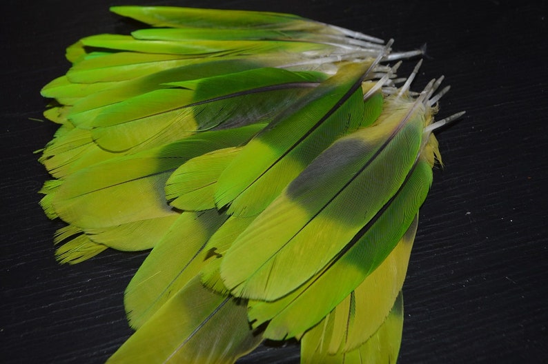 Amazon Parrot Lime green colored Tail Feathers natural colored,cruelty free collection of 6 feathers