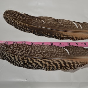 Peacock wing Feathers for crafting,2 pieces, cream and brown mottled color, natural colored, cruelty freee