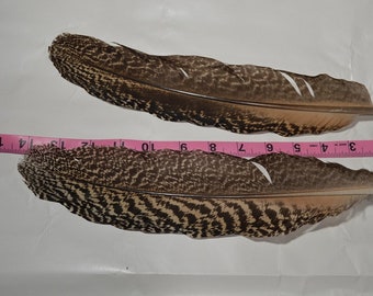 Peacock wing Feathers for crafting,2 pieces, cream and brown mottled color, natural colored, cruelty freee