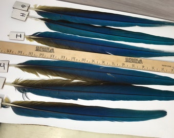 MACAW TAIL FEATHERS Blue and Gold Macaw Tail feathers,  6 individual tail feathers, headdress accent feathers sold individually