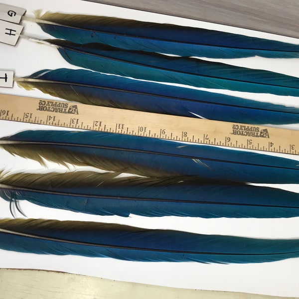 MACAW TAIL FEATHERS Blue and Gold Macaw Tail feathers,  6 individual tail feathers, headdress accent feathers sold individually